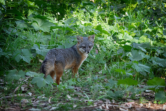 Channel Islands Fox