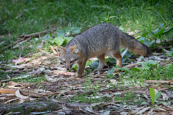 Channel Islands Fox
