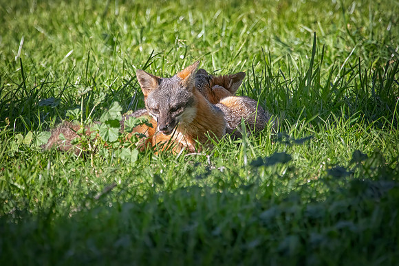 Channel Islands Fox