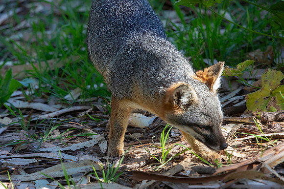 Channel Islands Fox