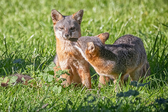 Channel Islands Fox