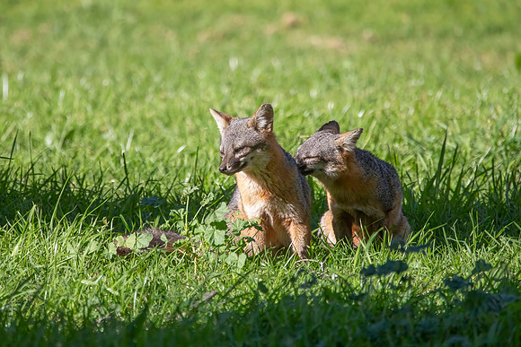Channel Islands Fox