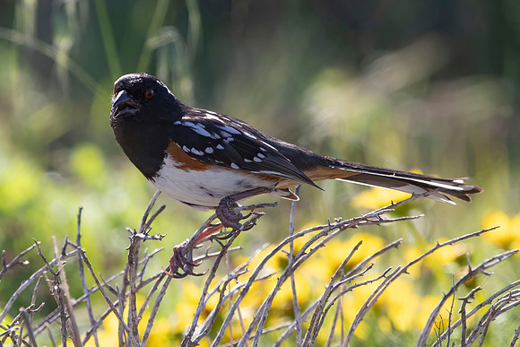 Spotted Towhee, Channel Islands National Park, CA