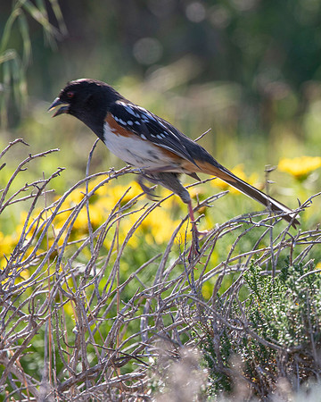 Spotted Towhee, Channel Islands National Park, CA