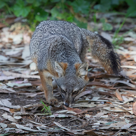 Channel Islands Fox