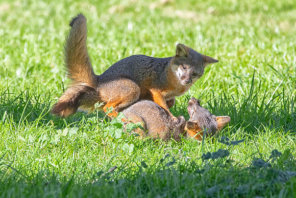 Channel Islands Fox