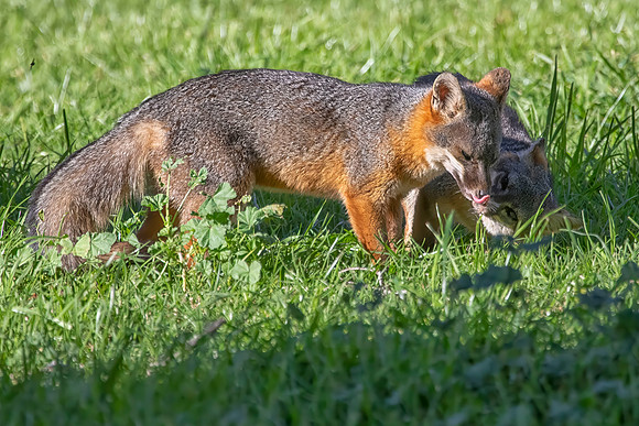 Channel Islands Fox