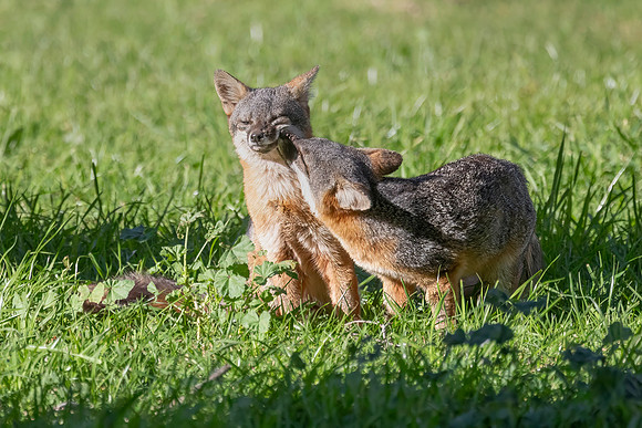 Channel Islands Fox