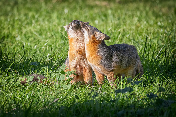 Channel Islands Fox