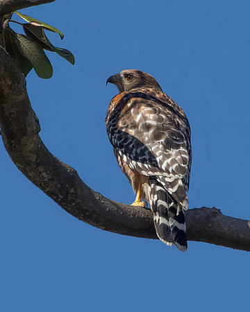 Red Shouldered Hawk