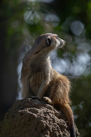 Meerkat, San Diego Zoo