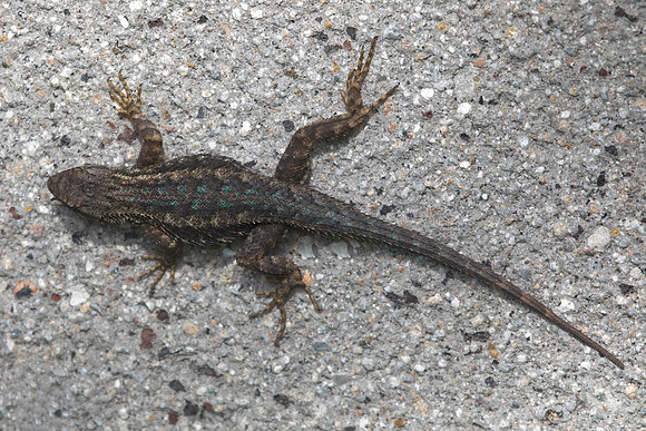 Spiny Lizard, San Diego, CA