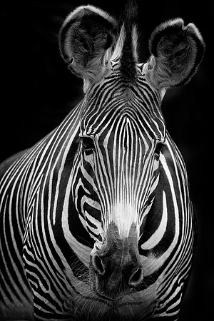 Zebra (Captive)