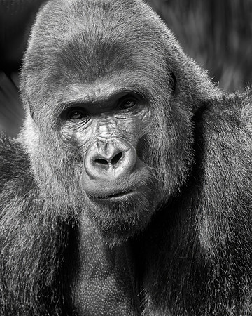 Lowland Silverback Gorilla, San Diego Zoo