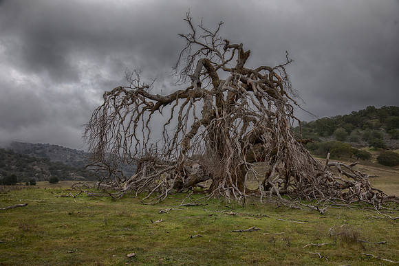 Gray Day, Ramona, CA