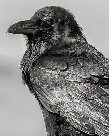 The Raven, Channel Islands National Park, CA