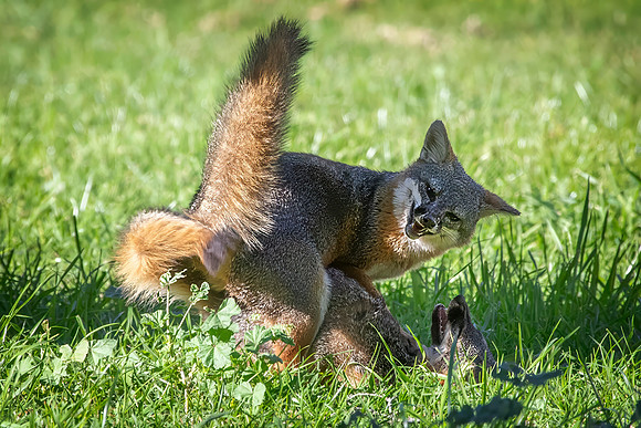 Channel Islands Fox, Santa Cruz Island, CA