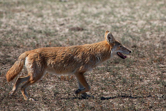 Coyote