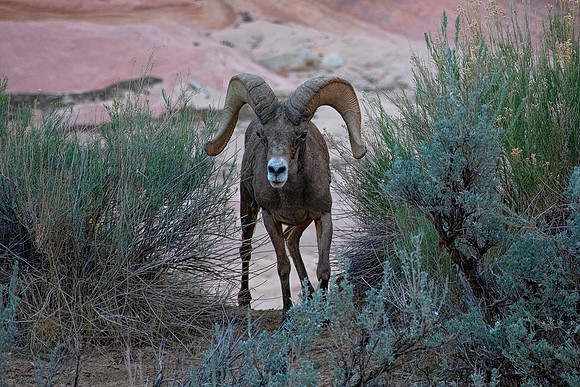 Desert Bighorn Ram