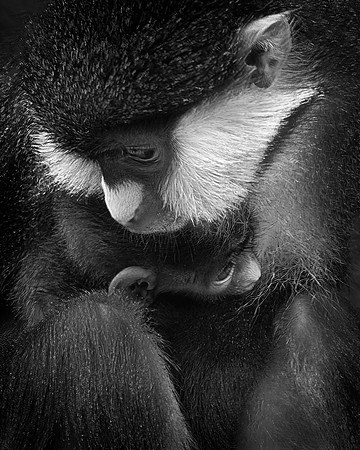 Schmidt's Red-Tailed Monkey with Baby, San Diego Zoo, CA