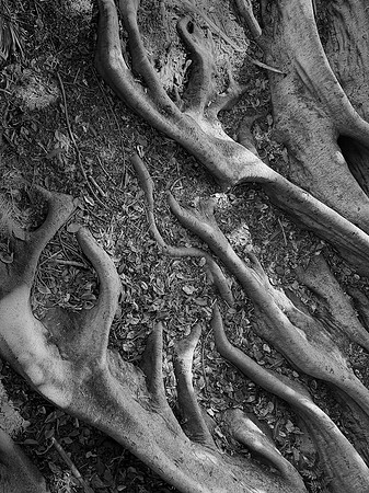 Moreton Bay Fig Roots, San Diego, CA
