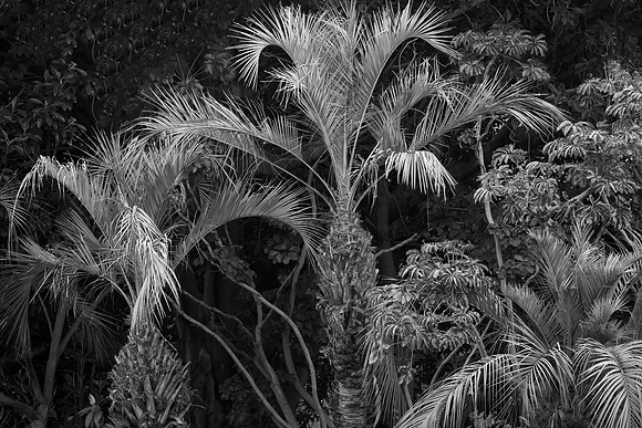 Palms, Balboa Park, San Diego, CA