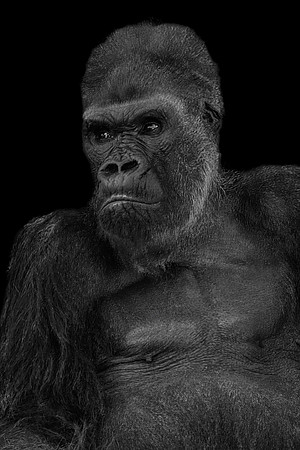 Silverback Gorilla (Captive)