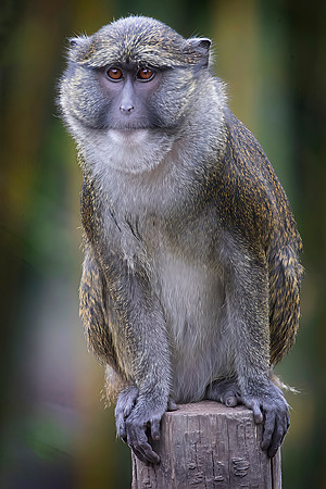Allen's Swamp Monkey (Captive)