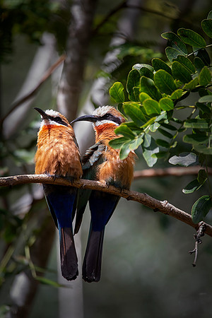 White-Fronted Bee-Eaters, San Diego Zoo