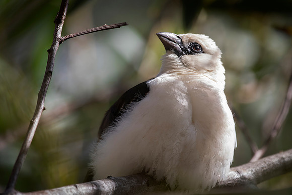 White-Headed Buffalo Weaver, San Diego Zoo, CA