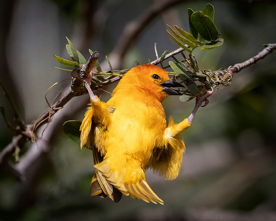 Taveta Golden Weaver, San Diego Zoo, CA