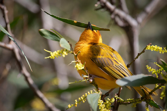 Taveta Golden Weaver, San Diego Zoo, CA