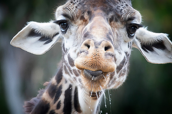 Giraffe (Captive)