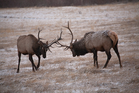 Sparring, Rocky Mountain National Park, CO (November 10, 2012, 10:52am)