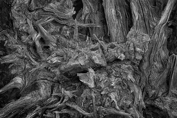 Roots, Mt. Rainier National Park, WA