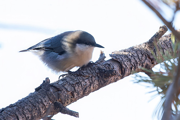 Pygmy Nuthatch