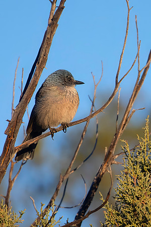 Scrub Jay, Female