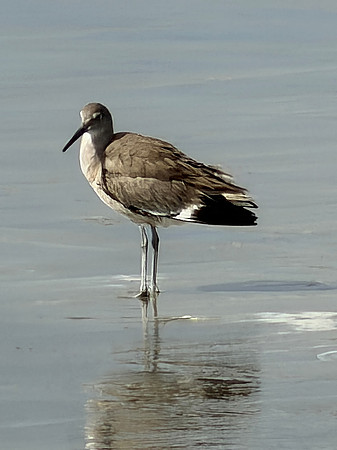 Willet