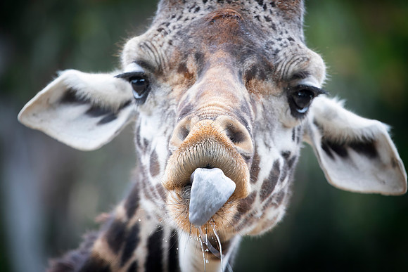 Giraffe, San Diego Zoo