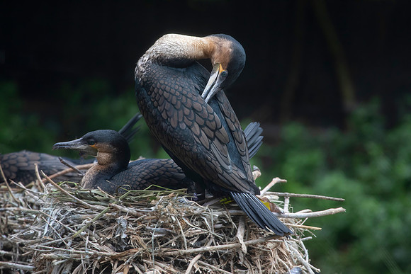 Double Crested Cormorant, Nesting