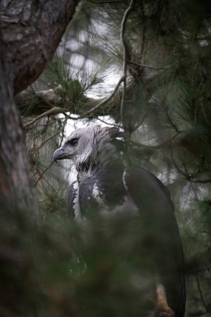 Harpy Eagle