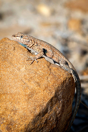 Desert Spiny Lizard