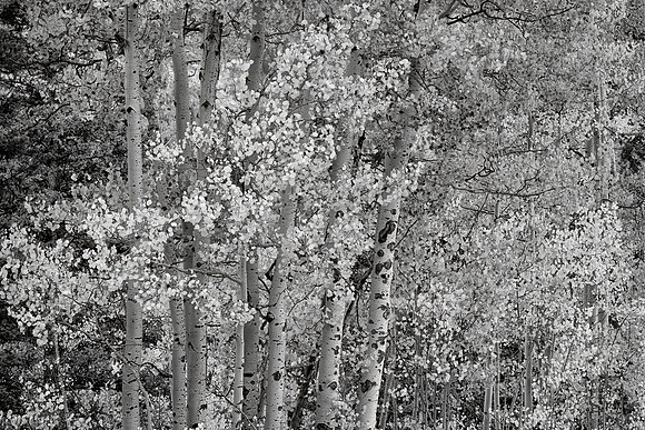 Autumn Birch, San Juan Mountains, CO