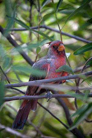 Pyrrhuloxia, Male