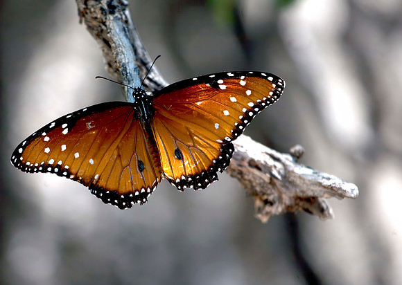 Queen Butterfly (Danaus gilippus)