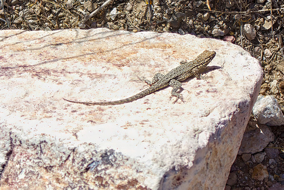 Common Side-botched Lizard