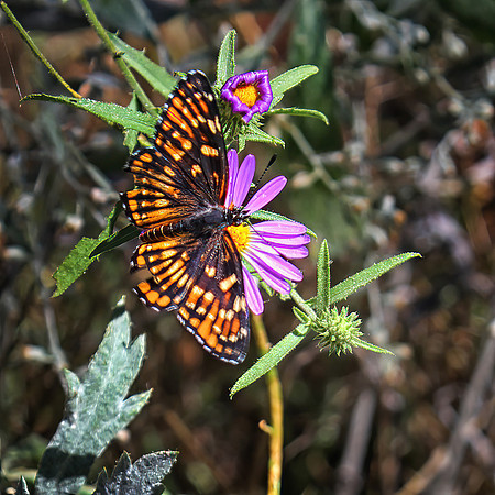 Chlosyne lacinia