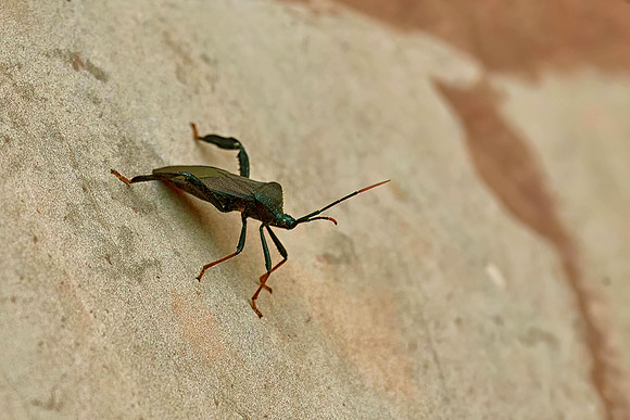 Acanthocephala