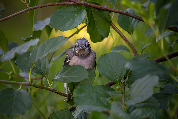Juvenile Blue Jay