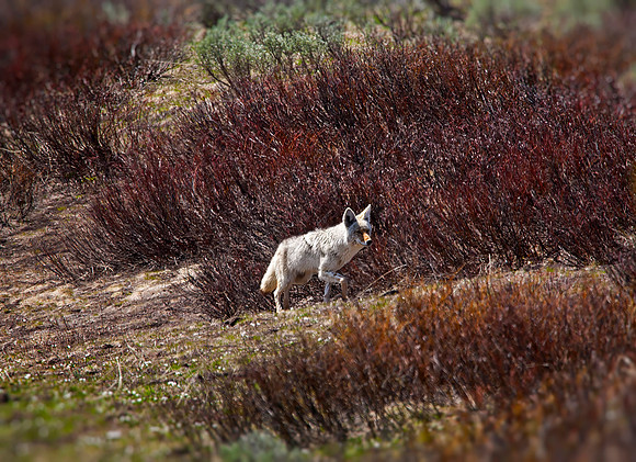 Coyote